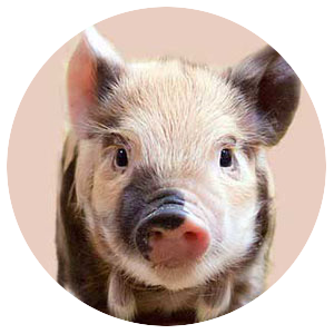 Import Purcei și alte animale vii din Europa